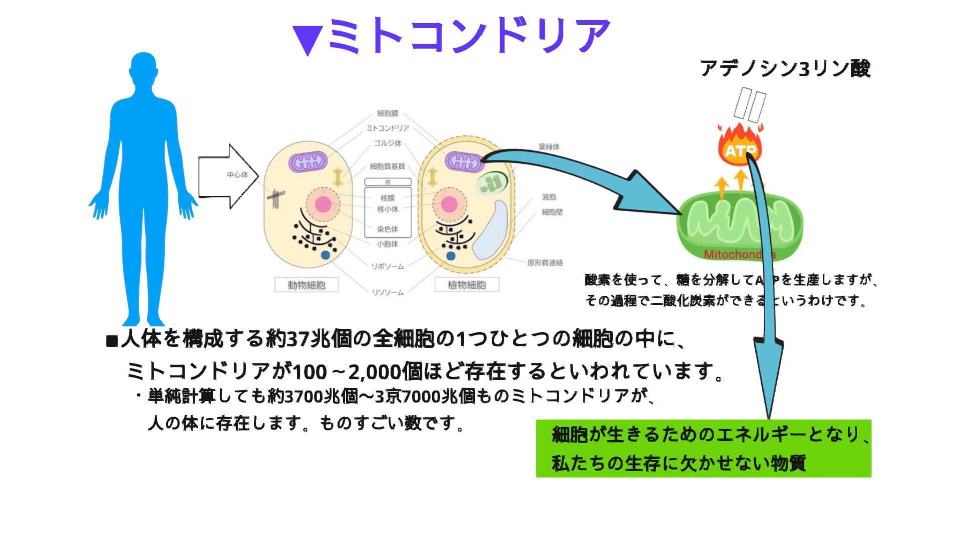 ミトコンドリアの画像